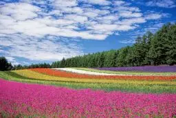 دشت‌ های پر گل ایران + تصاویر
