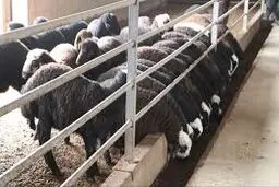 چگونه یک تغییر ساده در تغذیه، آینده دامداران را متحول می‌کند؟
