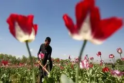 میزان درآمد کشاورزان افغانستانی بابت کشت تریاک یک باره ۳ برابر شده‌است 
