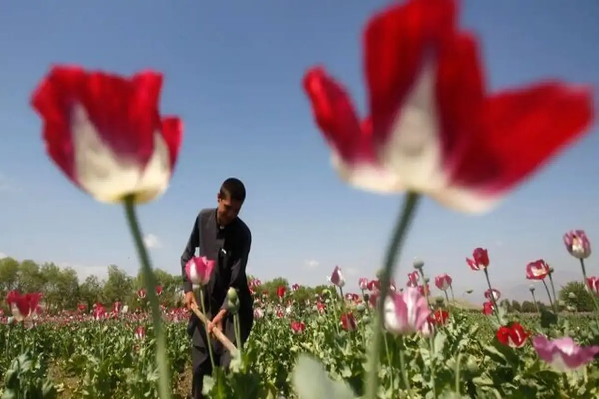 میزان درآمد کشاورزان افغانستانی بابت کشت تریاک یک باره ۳ برابر شده‌است 
