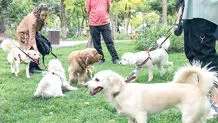 روزهای سخت حیوانات خانگی

