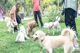 روزهای سخت حیوانات خانگی

