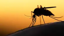 داروی مالاریا سرطان را درمان می کند؟ 