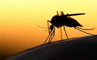 هشدار افزایش انفجاری شیوع مالاریا در سیستان و بلوچستان