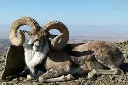کشف لاشه یک قوچ وحشی در تربت حیدریه