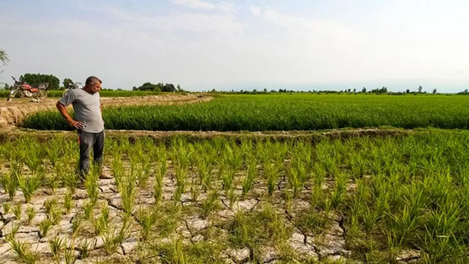 گیلانیها برنج نمیکارند