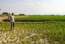 ممنوعیت کشت برنج در کرمانشاه