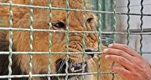 برخورد قاطع با باغ وحش‌های متخلف/ راه‌اندازی باغ پرندگان و باغ وحش‌های جدید ممنوع شد