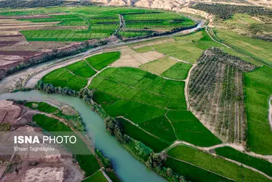 کشت برنج در شهرستان طارم