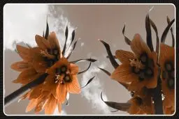این گل چیدنی نیست


