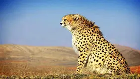انقراض قریب‌الوقوع یوزپلنگ آسیایی