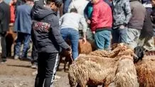 قیمت دام زنده امروز چهارشنبه ۱۵ مهر ۱۴۰۵/ قیمت گوسفند زنده امروز چند؟ + جدول