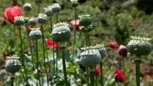کشت کنترل‌شده خشخاش در کشور / سازمان غذا و دارو توضیح داد