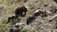 حمله خرس قهوه‌ای گرسنه به چادر عشایر در ییلاق/ ویدئو

