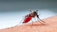 شناسایی 6 هزار و 629 مورد ابتلا به «مالاریا» در کشور/ نحوه انتقال بیماری مالاریا