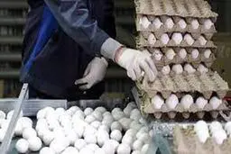تخم مرغ در میادین کمتر از نرخ مصوب عرضه می‌شود

