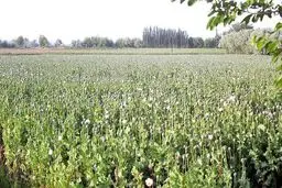 سخن عجیب نماینده مجلس: ما نیاز به تریاک داریم 