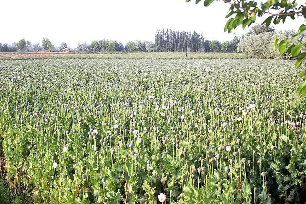 سخن عجیب نماینده مجلس: ما نیاز به تریاک داریم 