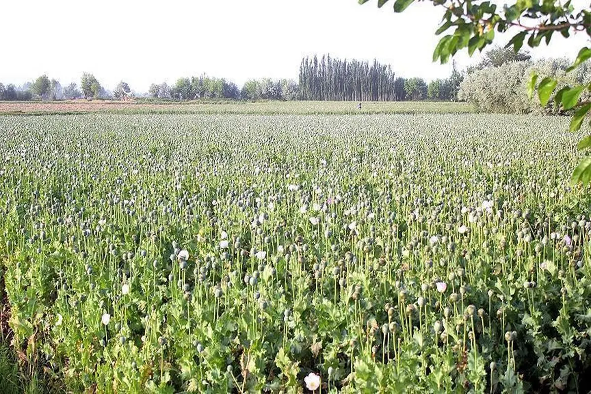 سخن عجیب نماینده مجلس: ما نیاز به تریاک داریم 
