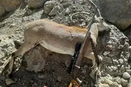 سردسته شکارچیان غیرمجاز استان تهران دستگیر شد