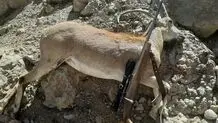 سردسته شکارچیان غیرمجاز استان تهران دستگیر شد