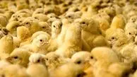 قیمت جوجه یکروزه کاهشی شد/ افزایش تولید مرغ در تابستان

