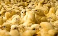 قیمت جوجه یکروزه کاهشی شد/ افزایش تولید مرغ در تابستان

