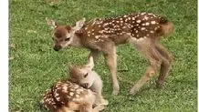 تولد ۴ گوزن زرد ایرانی در خوزستان