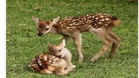 تولد ۴ گوزن زرد ایرانی در خوزستان