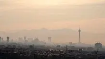 این گیاهان هوا را آلوده می کنند!
