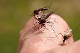 ۴۰ شهر کشور درگیر پشه آئدس