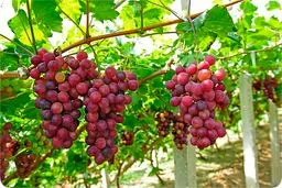  آیا مصرف انگور قرمز به کاهش خطر ابتلا به سرطان روده کمک می‌کند؟