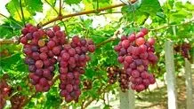  آیا مصرف انگور قرمز به کاهش خطر ابتلا به سرطان روده کمک می‌کند؟