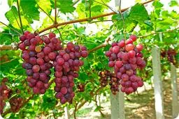  آیا مصرف انگور قرمز به کاهش خطر ابتلا به سرطان روده کمک می‌کند؟
