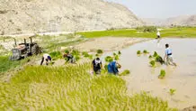 تعداد 9 کارگزار و عامل فروش جدید شرکت خدمات حمایتی کشاورزی استان همدان