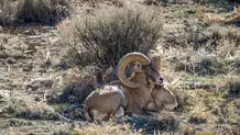سهم قرق‌بان‌ها از تعرفه  شکار و صید اتباع خارجی چقدر است؟
