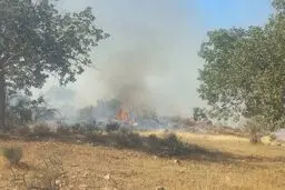 جنگلهای کوهمره فارس دچار آتش‌سوزی گسترده شد 