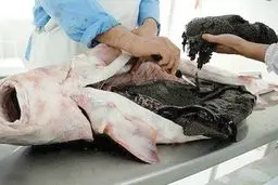 گزارش تلویزیون العربی از تولید خاویار در شمال ایران/ ویدئو

