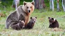  گشت‌زنی خرس مادر و توله‌هایی که امسال به دنیا آمدند


