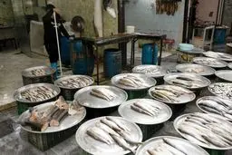 قیمت انواع ماهی؛ چهارشنبه ۶ فروردین ۱۴۰۴