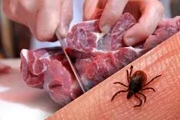 فوت یک دامدار به علت ابتلا به تب کریمه کنگو 
