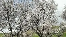بهار در کردستان+ عکس