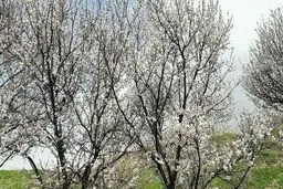 بهار در کردستان+ عکس