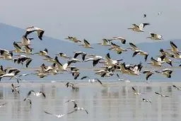 مرگ برخی پرندگان مهاجر  در راه تهران