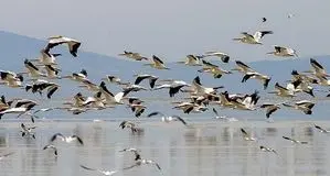 مرگ برخی پرندگان مهاجر  در راه تهران