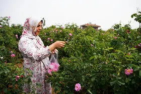 برداشت گل محمدی در روستای اله رودبار بابل