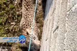 مشاهده پلنگ در حیاط یک منزل مسکونی در ماسال