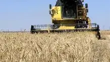 کرمانشاه، قطب نوظهور تولید گندم ایران