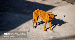 هشدار در مورد ورود حیوانات وحشی به روستاهای طرقبه شاندیز