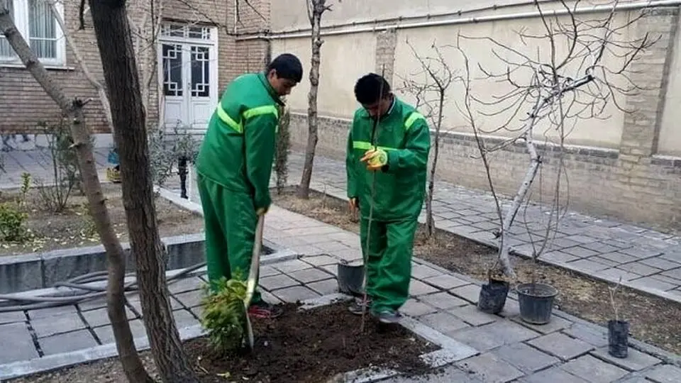 ثبت‌نام کاشت نهال رایگان در منازل